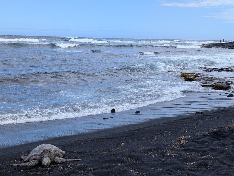 Why Turtles Choose This Spot Over Others