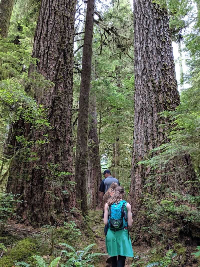 Why Valley of the Giants Deserves Its Protected Status