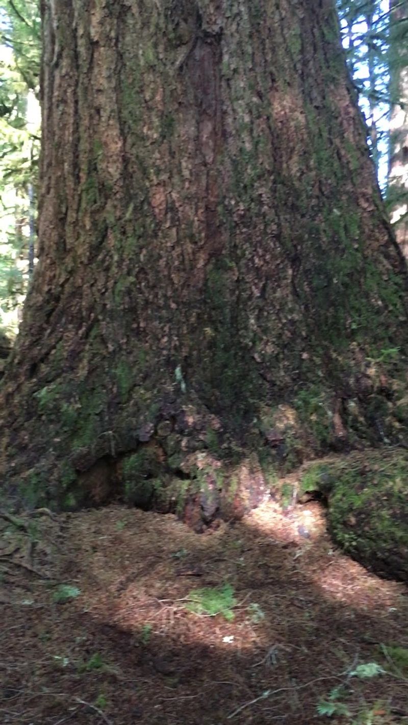 Why the Ancient Forest in Crabtree Valley Deserves Protection