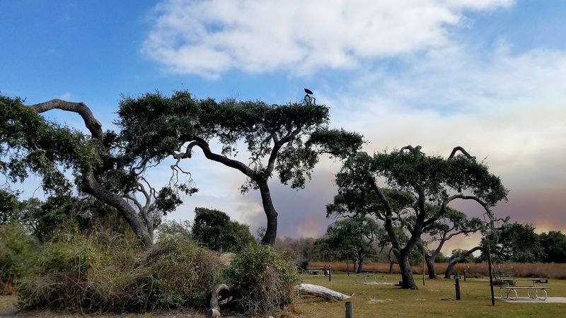 Why the Big Tree Stays With You Long After You Leave