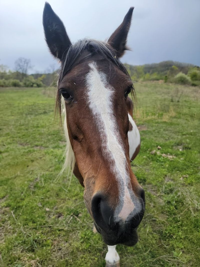 Wild Horses on the Trails