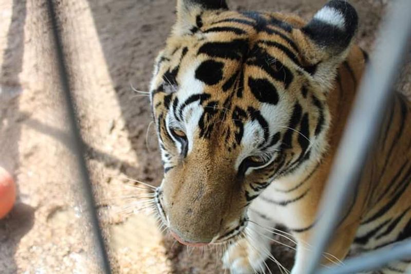 Wilderness Paradise Educational and Zoological Park, Okmulgee