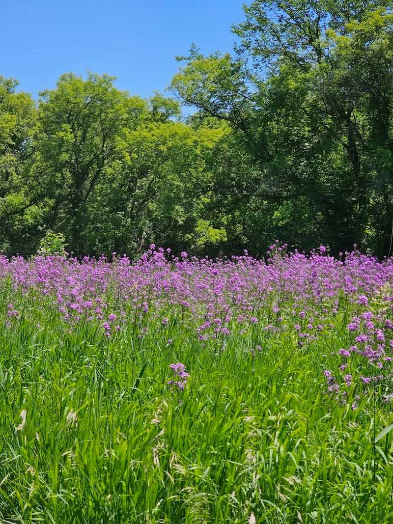 Wildflower Meadows That Bloom Across the Prairie
