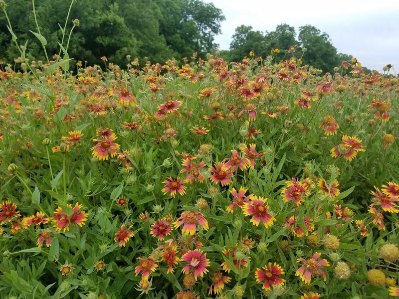 Wildflower Season, When the Preserve Truly Comes Alive