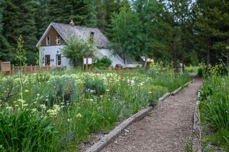 Wildflower Walks and Nature Programs for Curious Minds