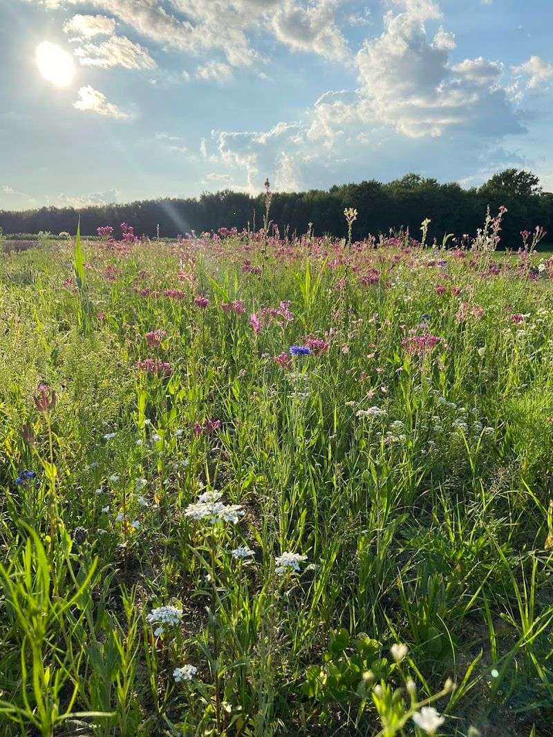 Wildflowers, Sunflowers, and a Season That Keeps Giving