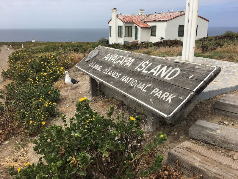 Wildflowers That Transform the Island Each Winter