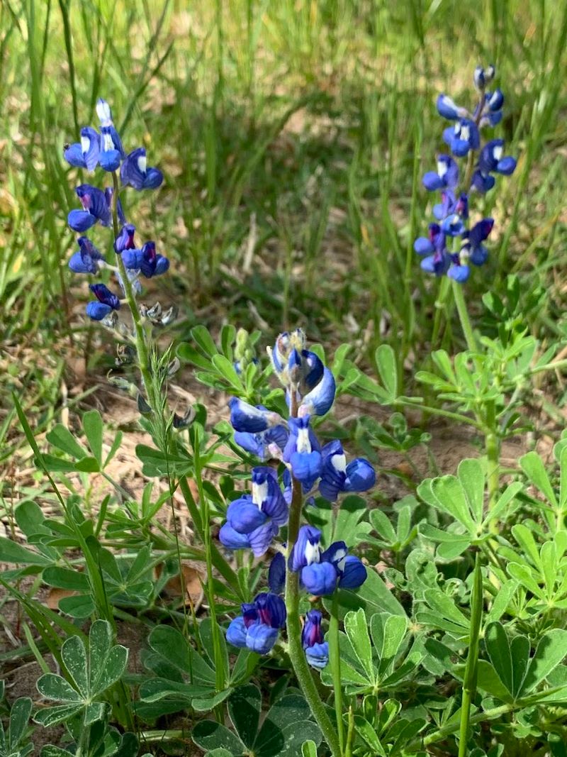 Wildflowers That Turn the Prairie Into a Painting
