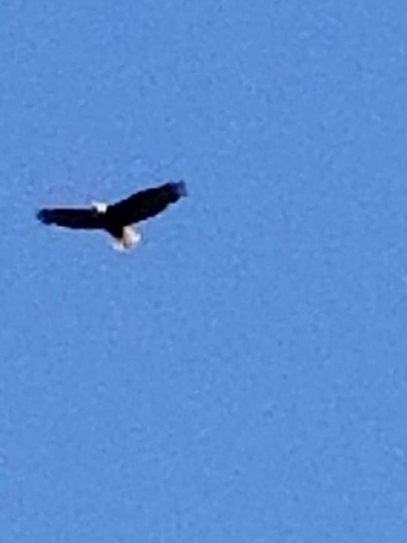 Wildlife Along the River's Edge