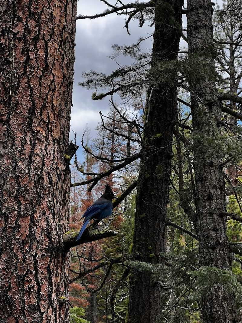Wildlife Along the Way