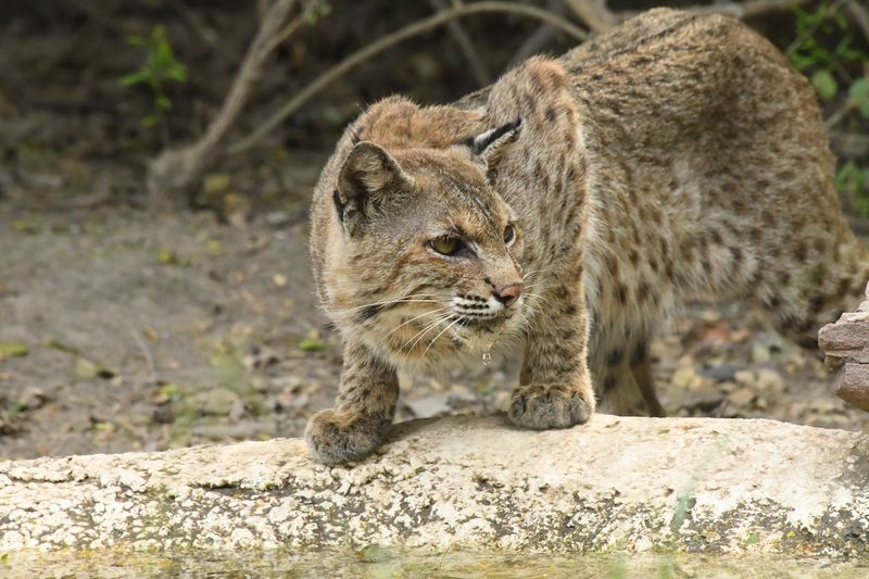 Wildlife Beyond Birds Including Butterflies, Lizards, And Mammals