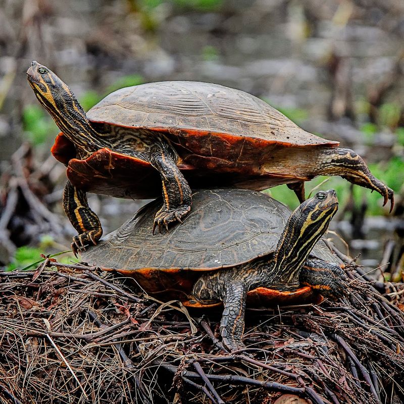 Wildlife Beyond the Frogs: What Else Lives in the Bluff Pond Ecosystem