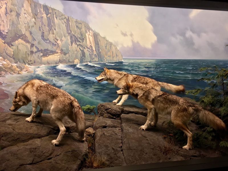 Wildlife Dioramas Upstairs That Feel Alive
