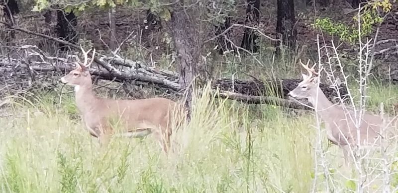 Wildlife Encounters Around Every Bend