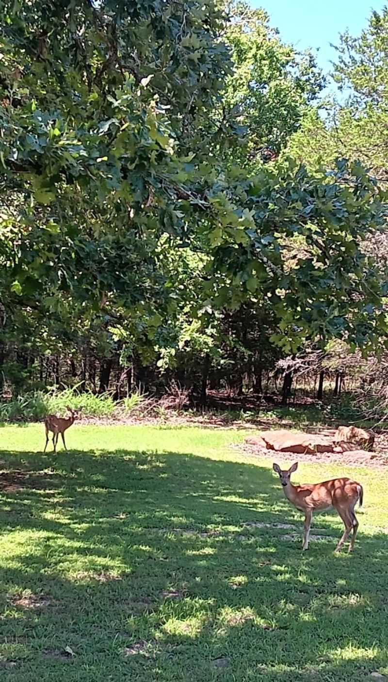 Wildlife Encounters Around Every Corner