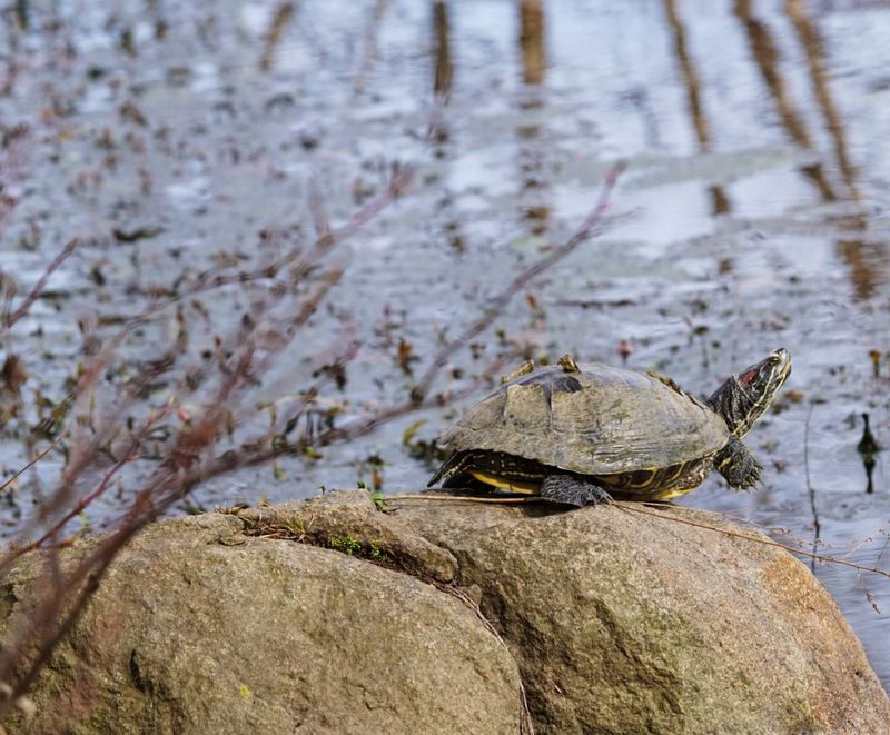 Wildlife Encounters That Will Make Your Day