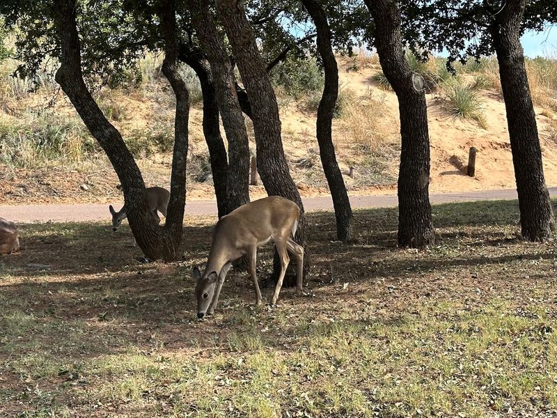 Wildlife Encounters Throughout the Park