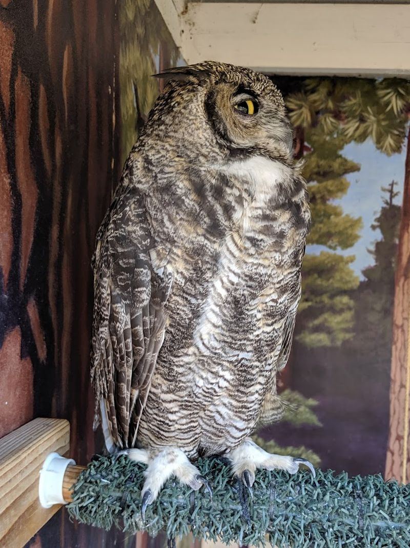 Wildlife Exhibits That Make You Stop and Actually Look