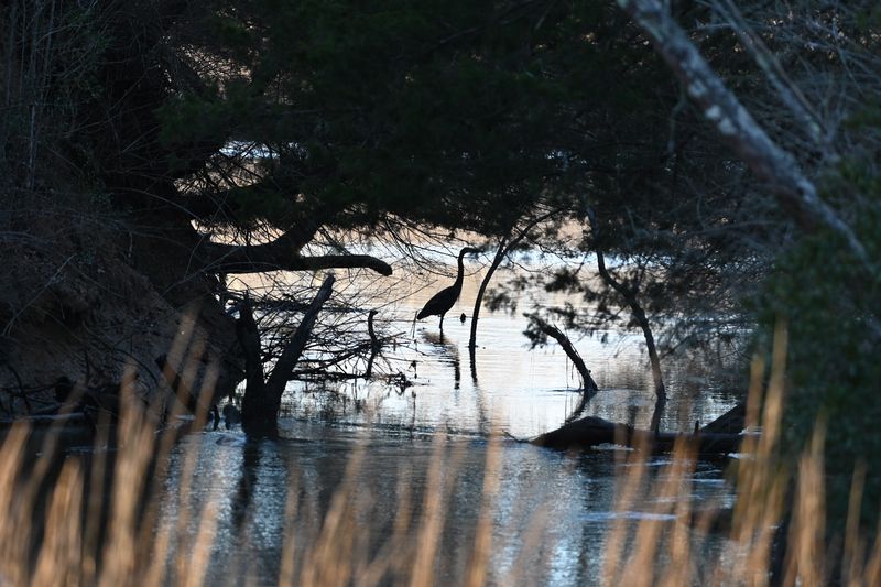 Wildlife Habitat Trail and Nature Watching