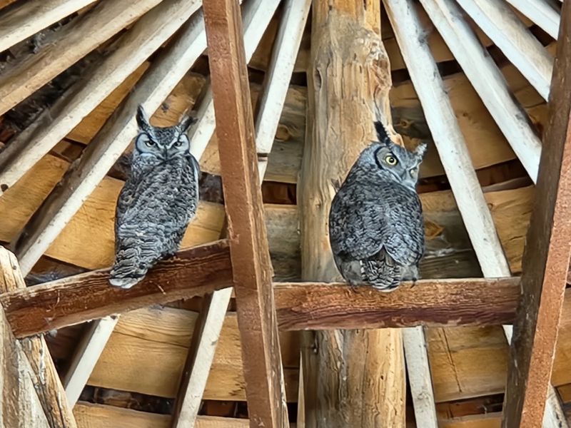 Wildlife Living Inside and Around the Barn Wildlife Living Inside and Around the Barn