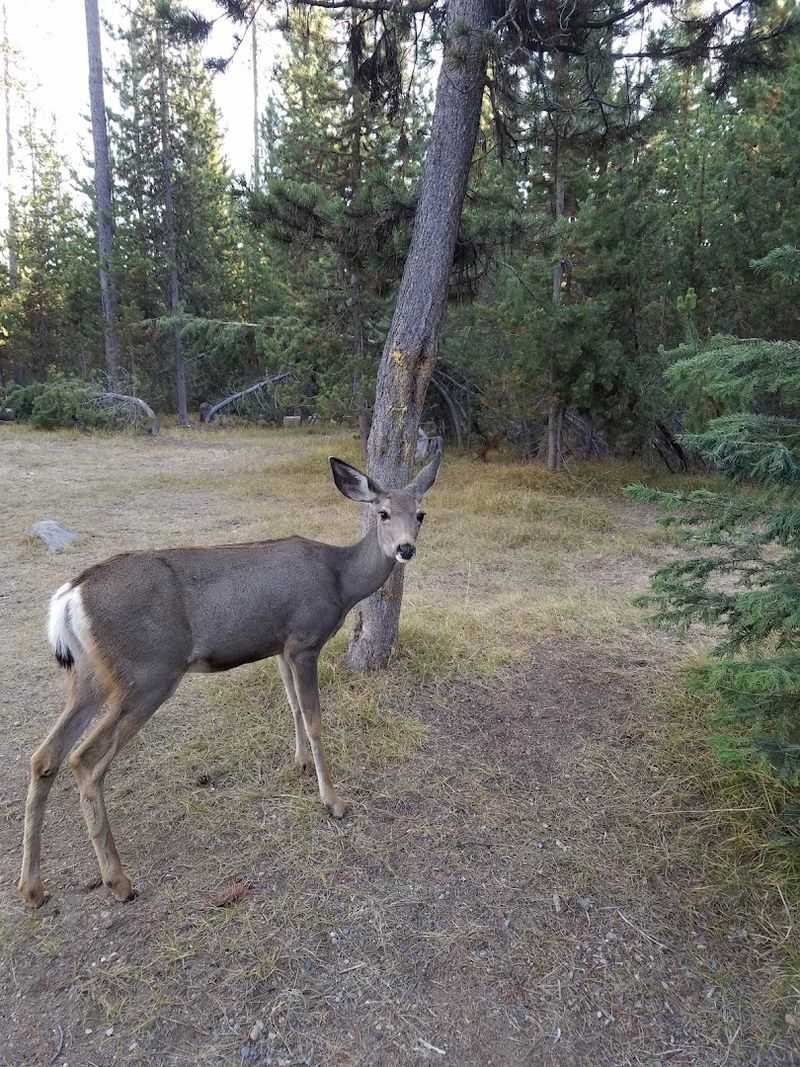 Wildlife, Nature, and the Surrounding Ecosystem Wildlife, Nature, and the Surrounding Ecosystem