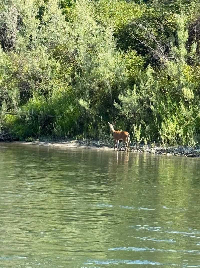 Wildlife Sightings Along the Riverbanks