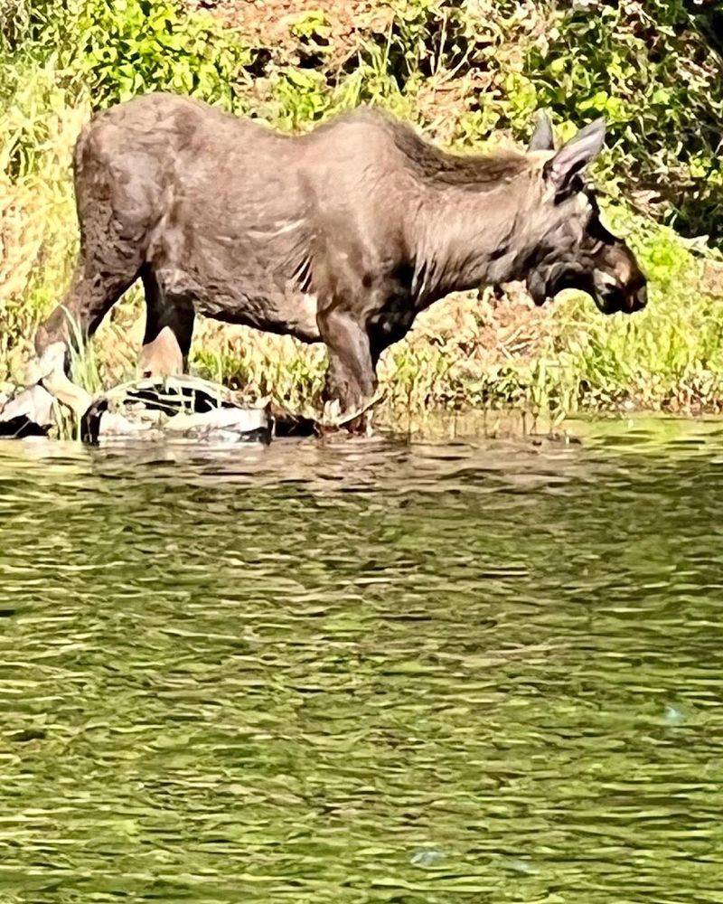 Wildlife Sightings That Stop You in Your Tracks Wildlife Sightings That Stop You in Your Tracks