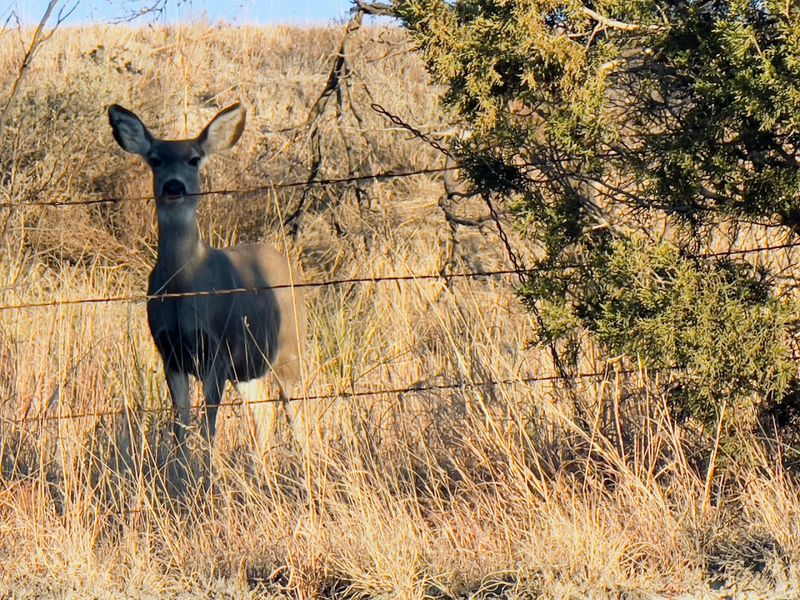 Wildlife That Roams Freely and Without Apology Wildlife That Roams Freely and Without Apology