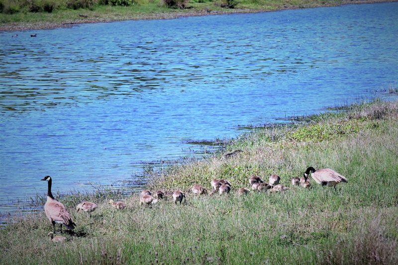 Wildlife That Shows Up Without Any Invitation Wildlife That Shows Up Without Any Invitation