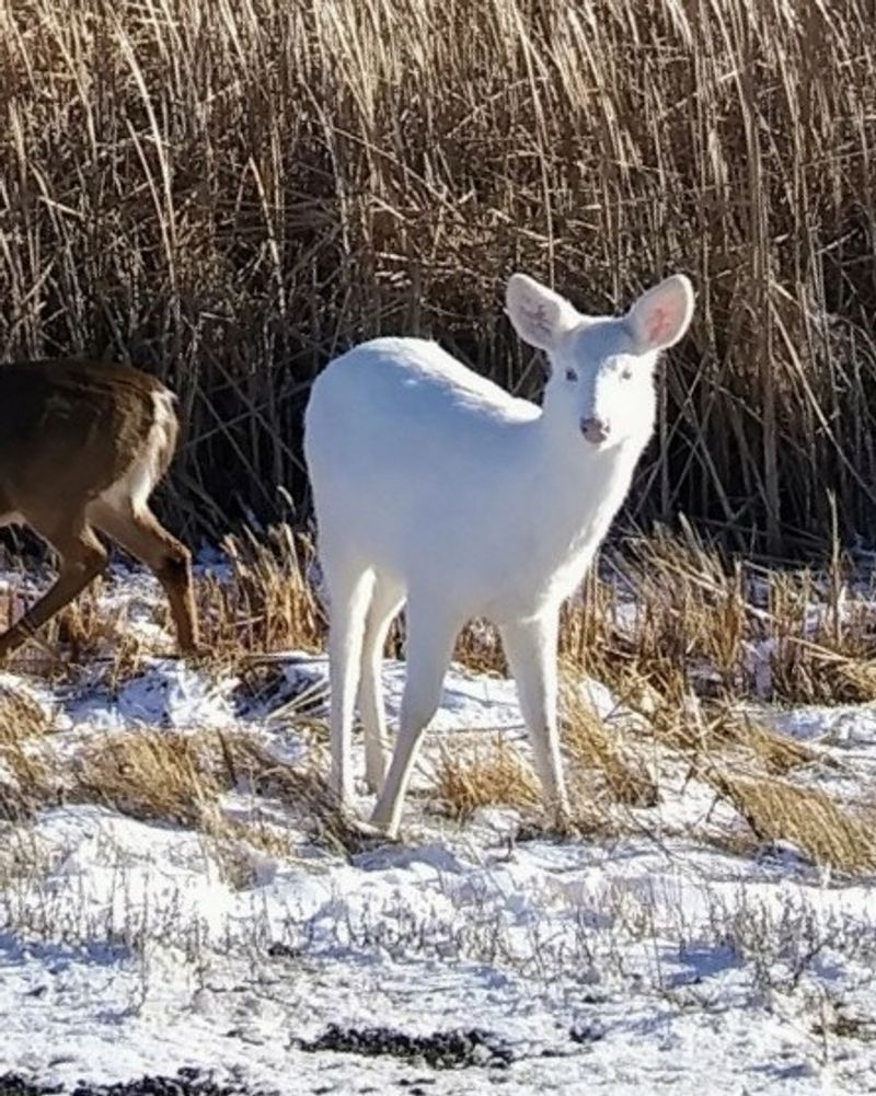 Wildlife Watching Around Isle Will Genuinely Surprise You