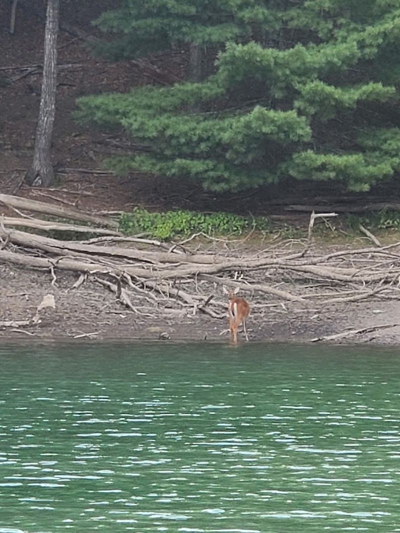 Wildlife Watching in the Alleghany Highlands Wildlife Watching in the Alleghany Highlands