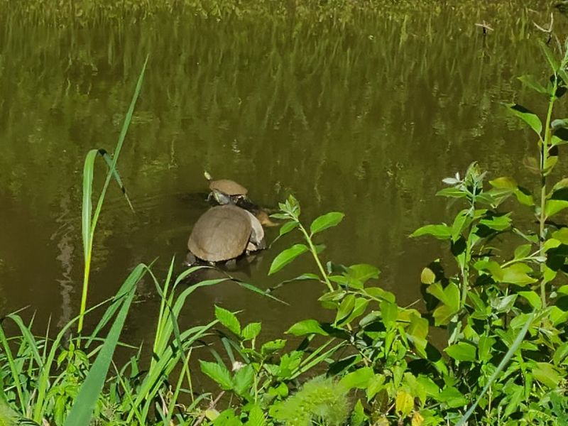 Wildlife You Can Spot on a Single Visit