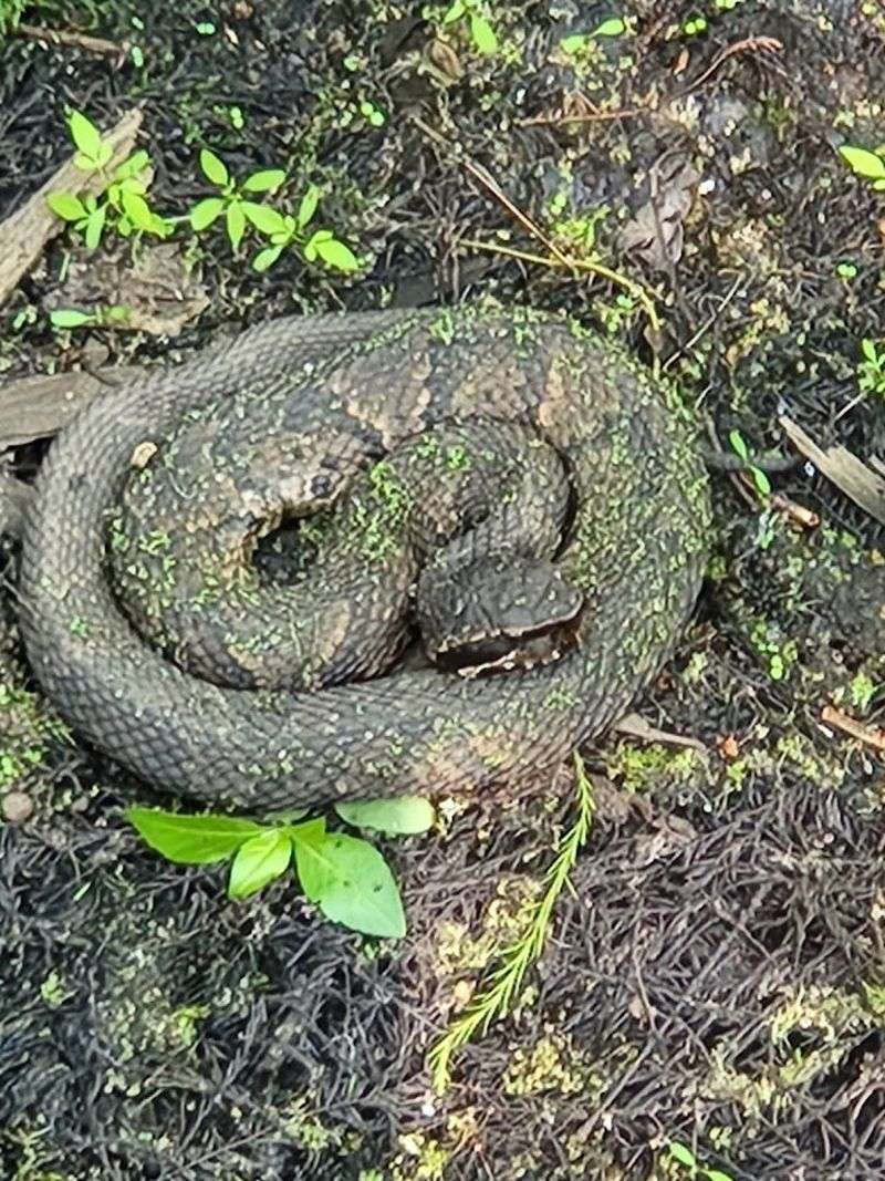 Wildlife You Might Actually See Along the Trail Wildlife You Might Actually See Along the Trail