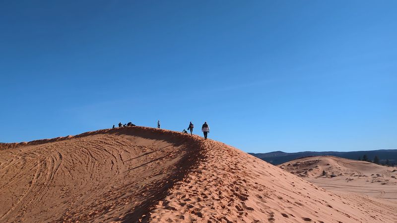 Wildlife You Would Never Expect to Find in a Desert Sand Dune
