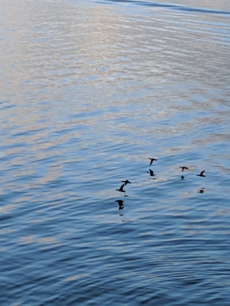 Wildlife and Birds Along the River Wildlife and Birds Along the River