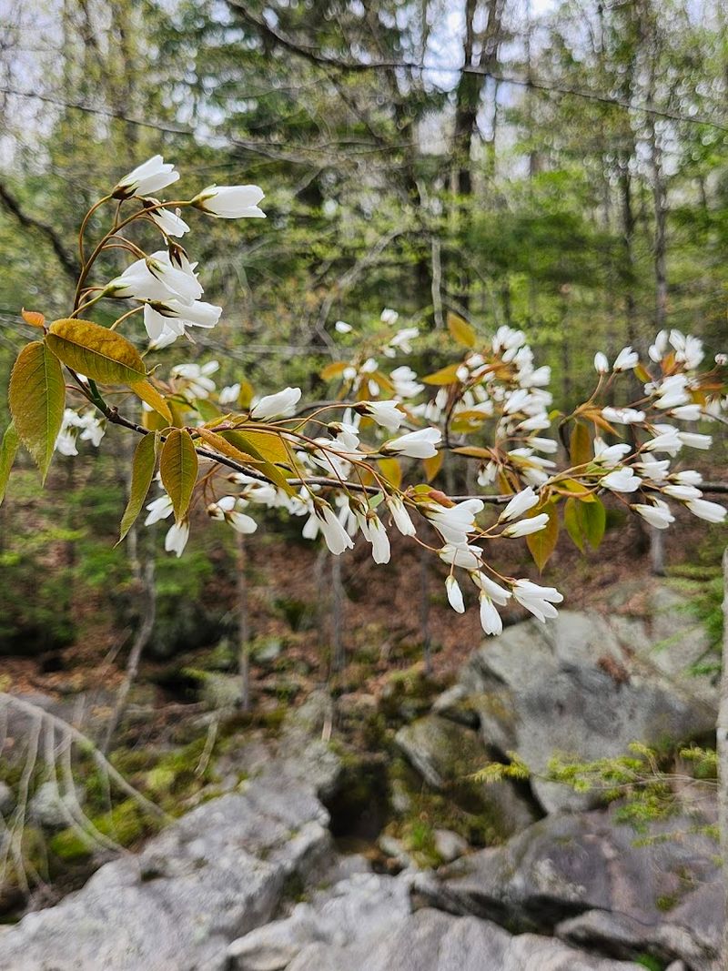 Wildlife and Flora That Make the Forest Come Alive