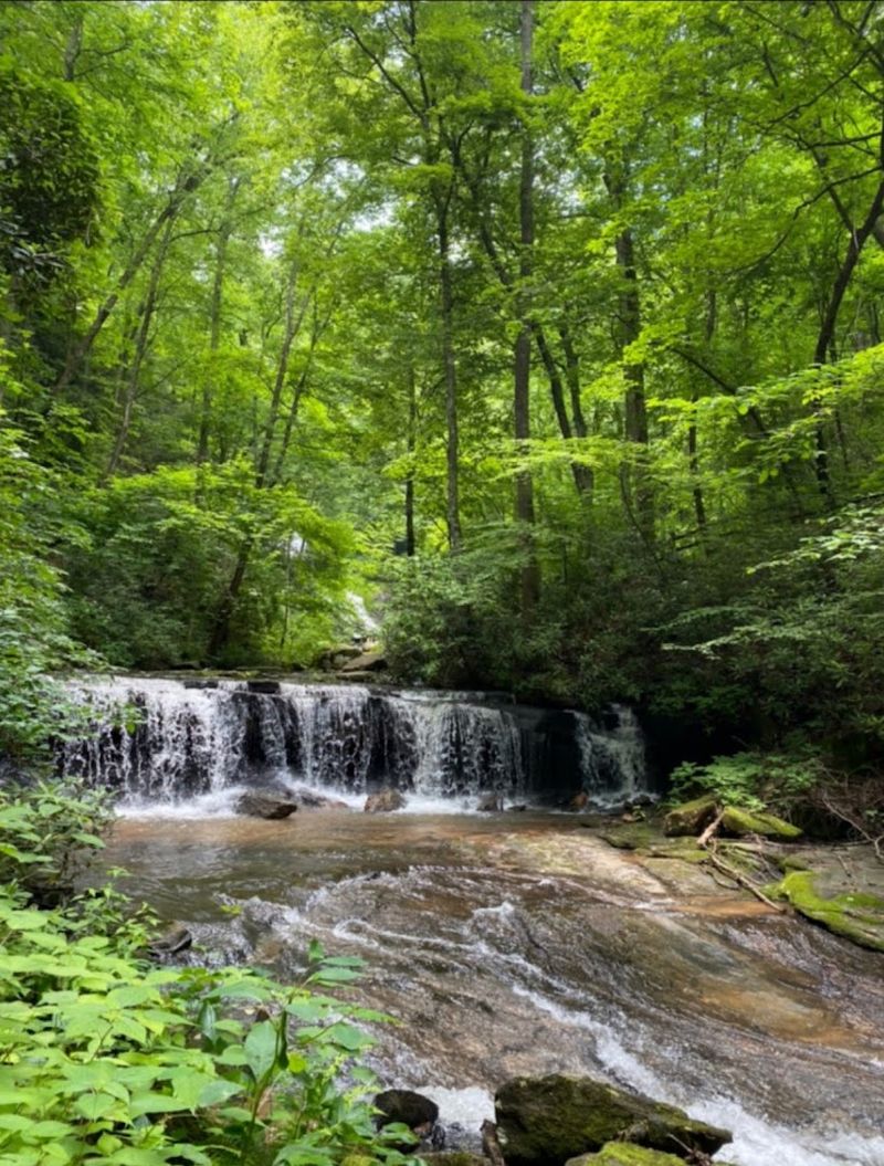 Wildlife and Nature Along the Creek