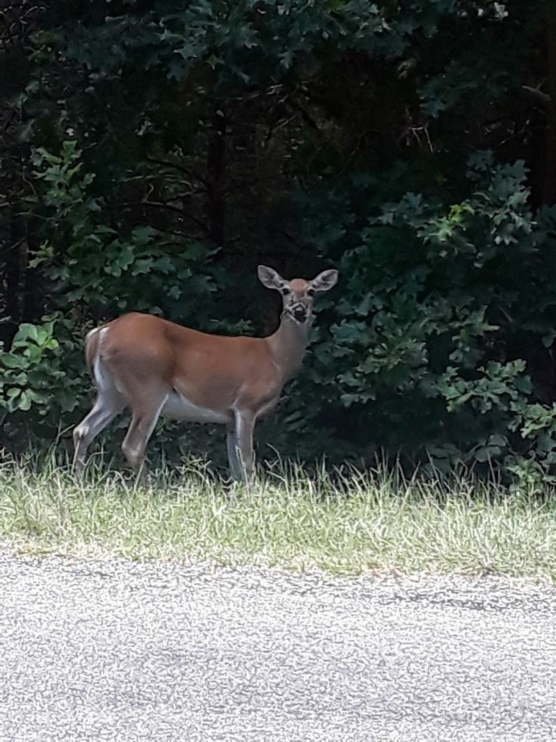 Wildlife and Nature Around Every Corner
