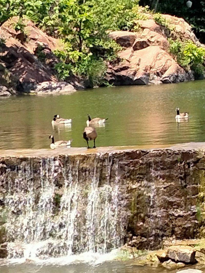Wildlife and Nature Surrounding the Lake