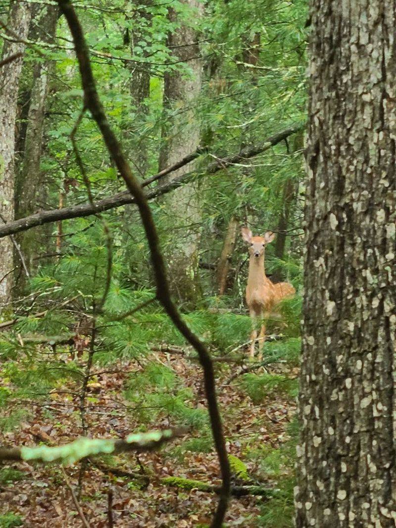 Wildlife and Nature Watching in the Park