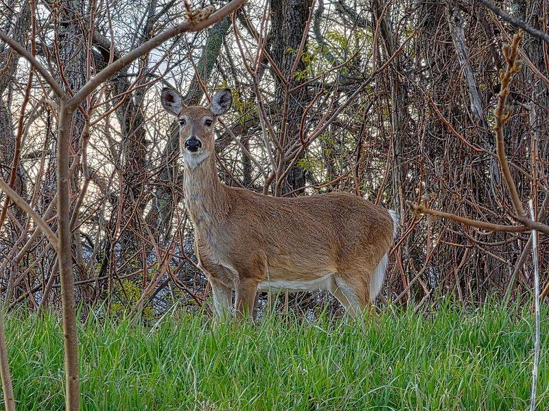 Wildlife and Wild Moments Along the Trail