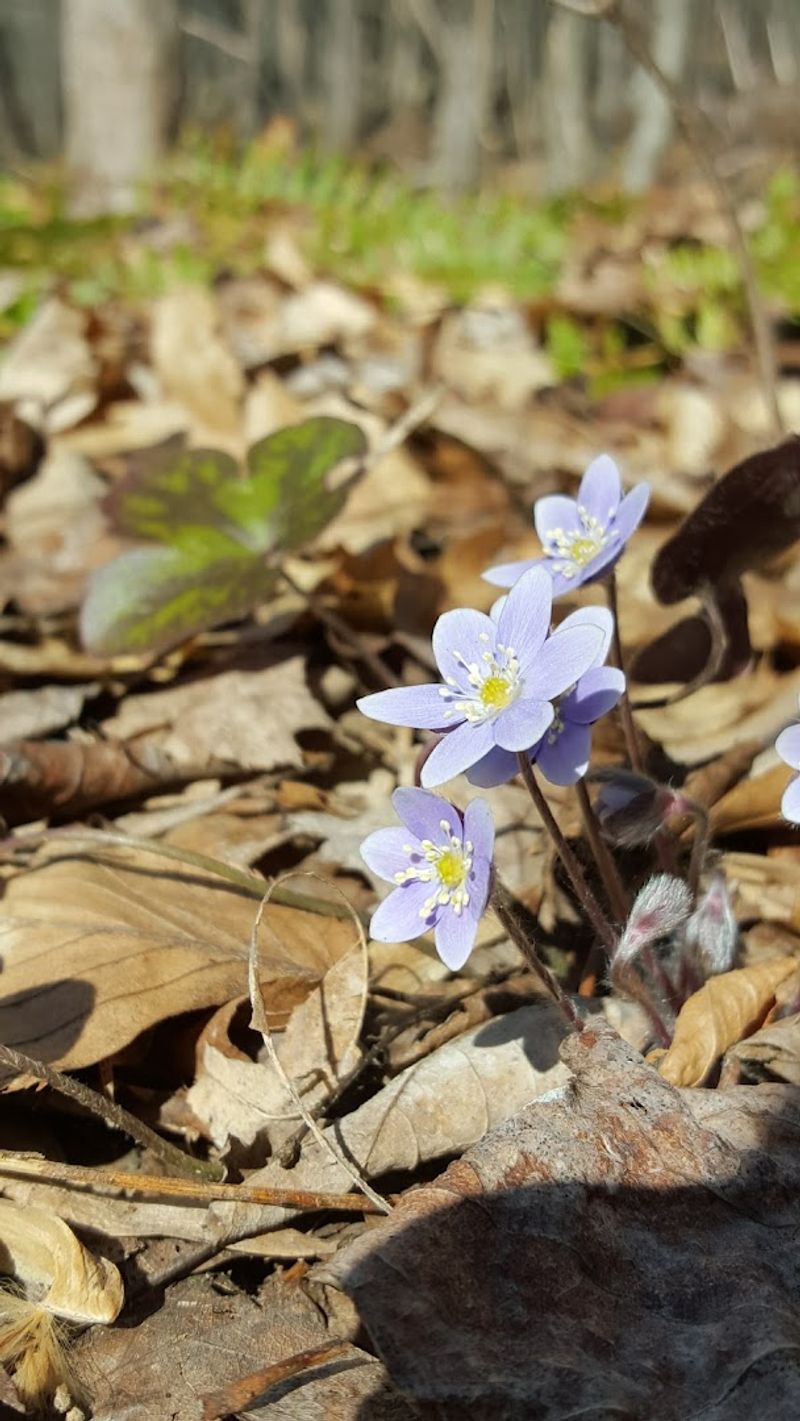 Wildlife and Wildflowers That Make Every Walk Feel Alive Wildlife and Wildflowers That Make Every Walk Feel Alive
