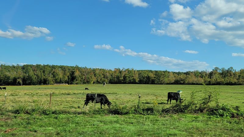 Wildlife of the Forest: Deer, Woodpeckers, and the Quiet Thrill of Spotting Them Wildlife of the Forest: Deer, Woodpeckers, and the Quiet Thrill of Spotting Them