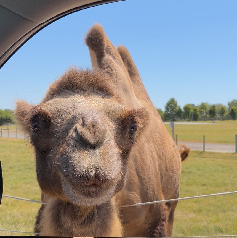 Windows Down And Suddenly A Camel Windows Down And Suddenly A Camel