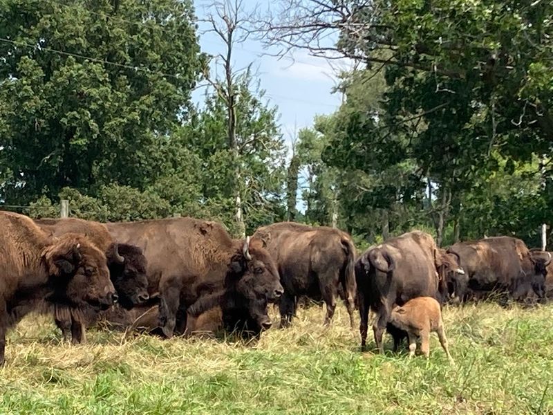 Witnessing Calving Season When Dozens of Baby Bison Are Born Witnessing Calving Season When Dozens of Baby Bison Are Born