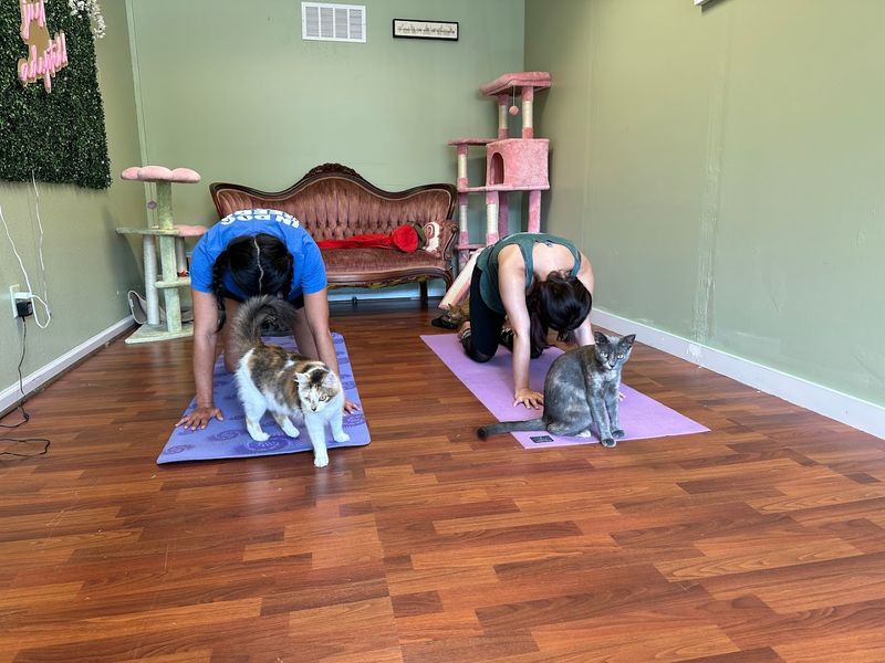 Yoga Classes With Cats Wandering Around Your Mat