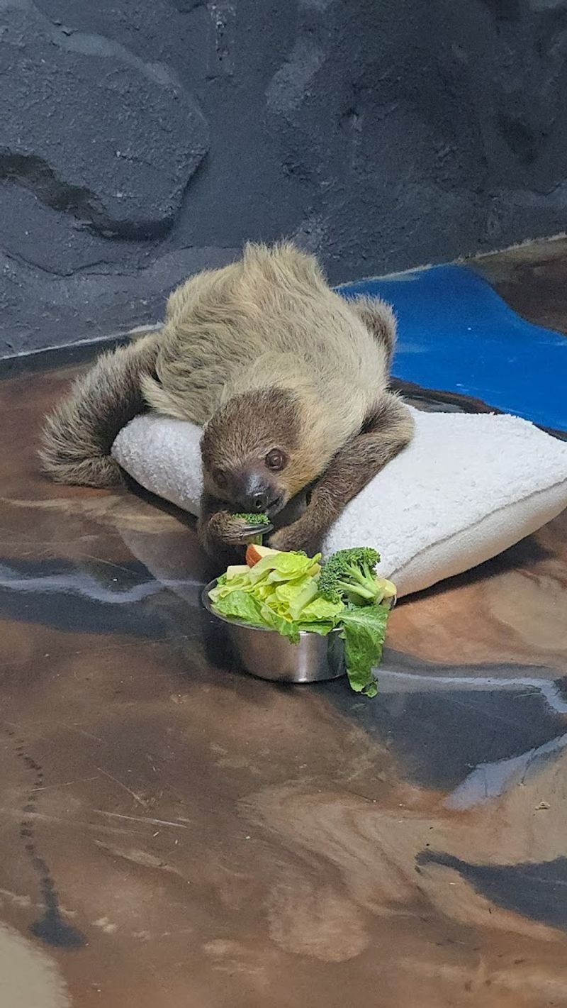 You Can Actually Hold A Sloth Here You Can Actually Hold A Sloth Here