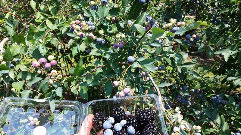 You Can Explore Over 140 Fruit Varieties Here