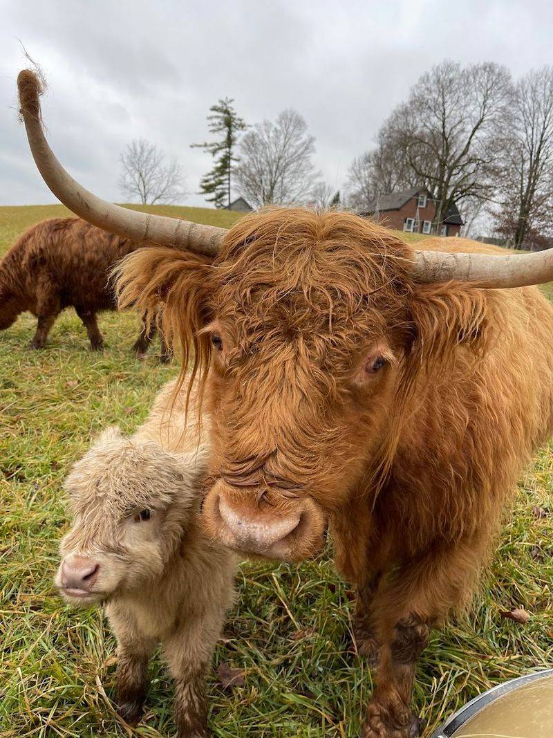 You Can Get Up Close With Real Scottish Highland Cattle
