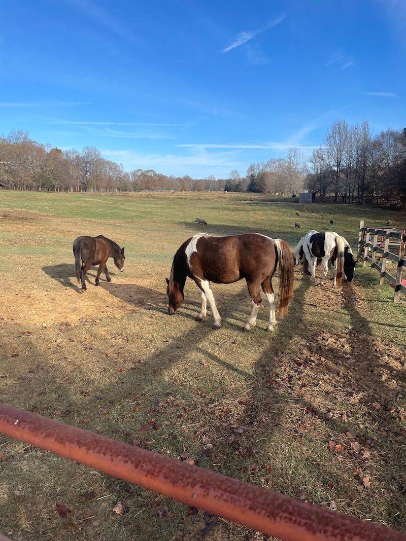 You Can Meet Rescued Animals Roaming Free Fields